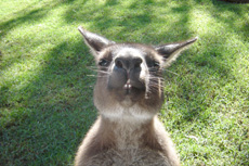 Sydney (Australia) Featherdale Wildlife Park cruise excursion